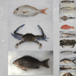 Fish Supplied Profile