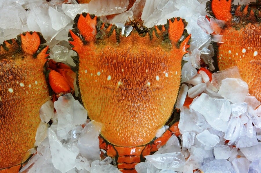 Spanner Crab - Master Fisherman